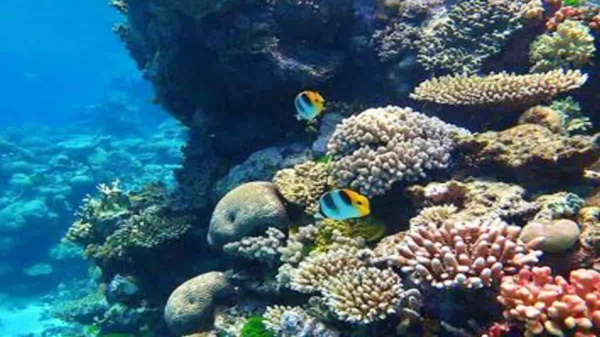 Lonjakan Karbondioksida di Atmosfer, Picu Penurunan Terumbu Karang