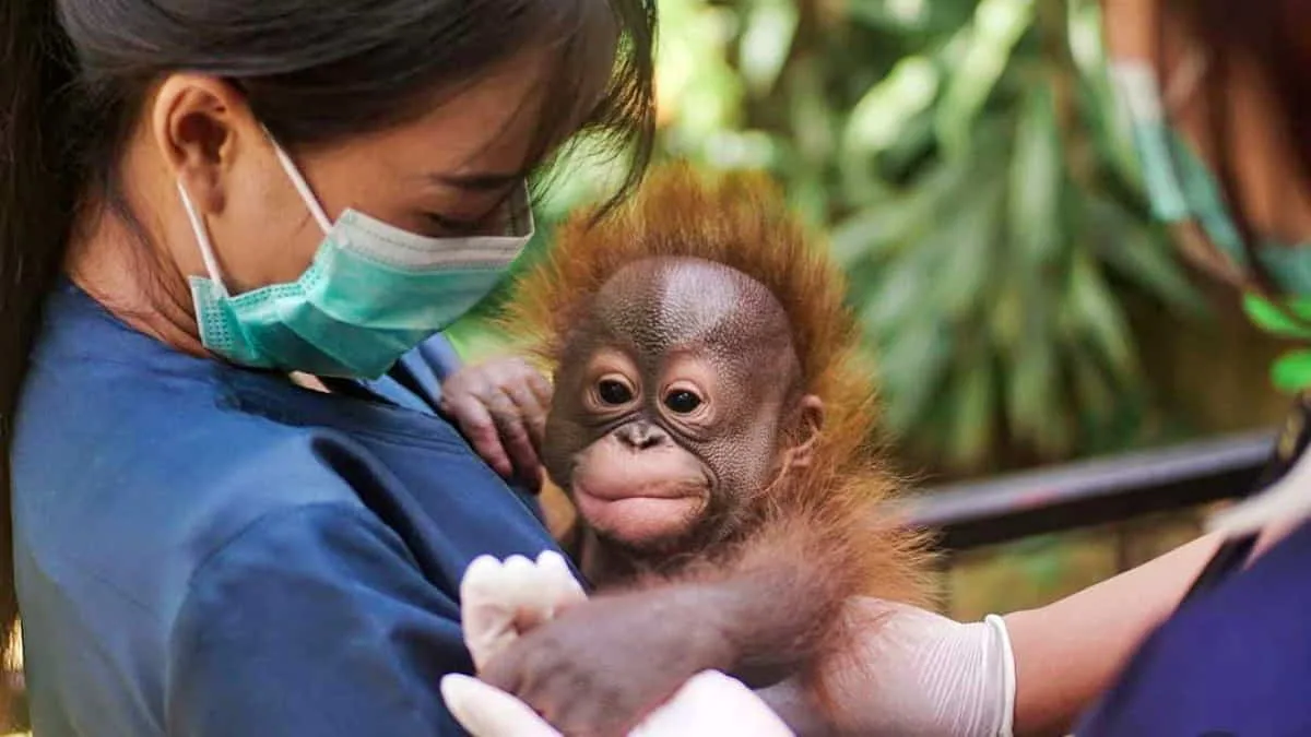 Sejumlah NGO Internasional Soroti Kondisi Penutupan Operasional Bandung Zoo